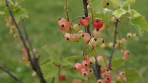 高清醋栗图片_6