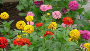百日菊的图片花语