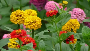 百日菊的图片花语_2