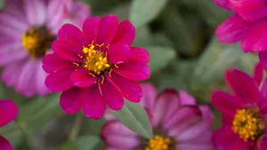 百日菊的图片花语_3