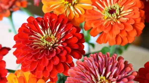 百日菊的图片花语_4