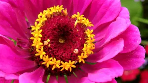 百日菊的图片花语_5