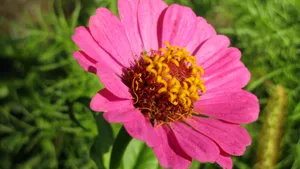 百日菊的图片花语_6