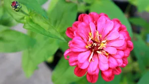 百日菊的图片花语_8