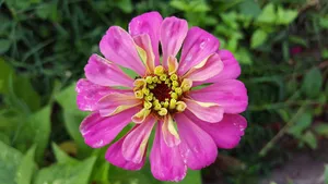 百日菊的图片花语_9