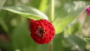 百日草图片大全