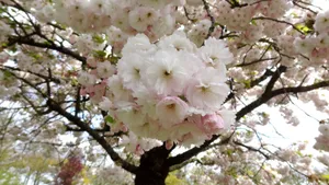 绚烂的的樱花图片_2