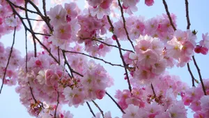 绚烂的的樱花图片_4
