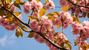 绚烂的的樱花图片_5