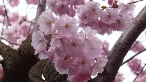 绚烂的的樱花图片_6