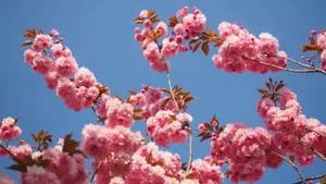 绚烂的的樱花图片_8