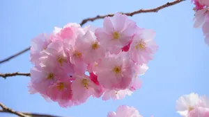 绚烂的的樱花图片_10