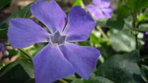 长春花图片大全_4