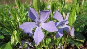 长春花图片大全_5