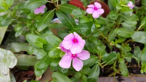 长春花图片大全_6