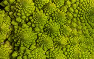 宝塔菜的图片_2