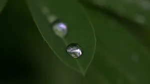 晶莹剔透的露珠图片_2