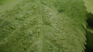 晶莹剔透的露珠图片_7