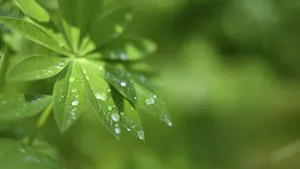 晶莹剔透的露珠图片_12
