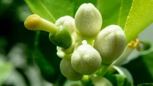 中药代代花图片