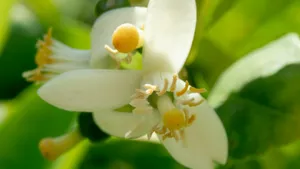 中药代代花图片_4