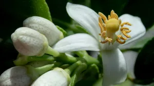 中药代代花图片_5
