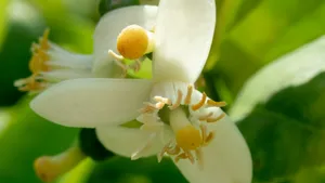 中药代代花图片_8