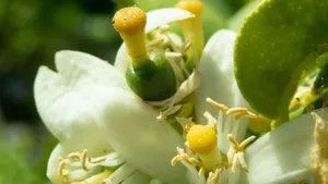 中药代代花图片_9