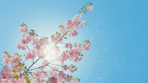 高清唯美樱花图片大图_2