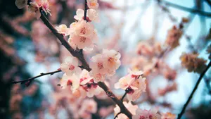 高清唯美樱花图片大图_4