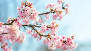 高清唯美樱花图片大图_5