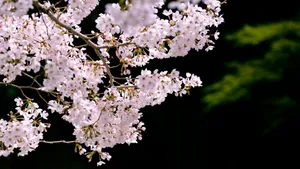 高清唯美樱花图片大图_7