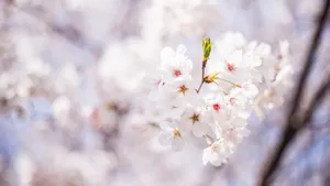 高清唯美樱花图片大图_8
