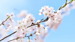 高清唯美樱花图片大图_10