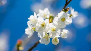 高清唯美樱花图片大图_11