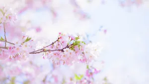 高清唯美樱花图片大图_12