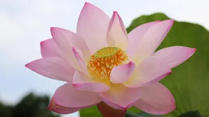 夏日荷花图片大全_3
