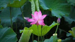 夏日荷花图片大全_4