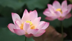 夏日荷花图片大全_6