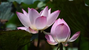 夏日荷花图片大全_9
