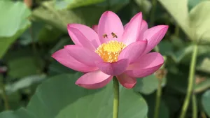 夏日荷花图片大全_10