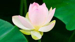 夏日荷花图片大全_11