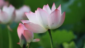 夏日荷花图片大全_12