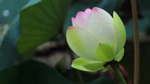 夏日荷花图片大全_14
