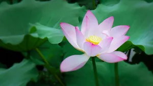 夏日荷花图片大全_15
