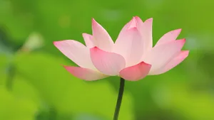 夏日荷花图片大全_16