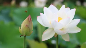 夏日荷花图片大全_17