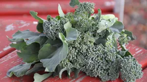 绿色蔬菜西兰花图片_10