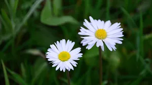 高清淡雅小雏菊图片_4