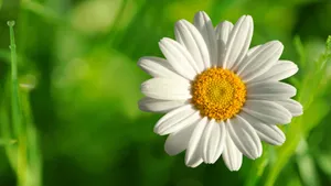 高清淡雅小雏菊图片_6